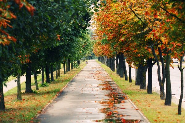 Ścieżka w jesiennym parku pokryta liśćmi