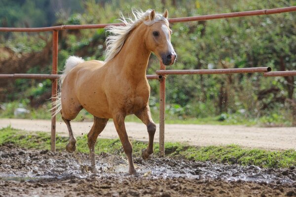 Caballo rojo en un día de verano