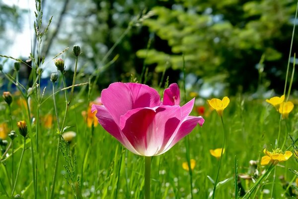 Tulipán rosa florecido en la hierba