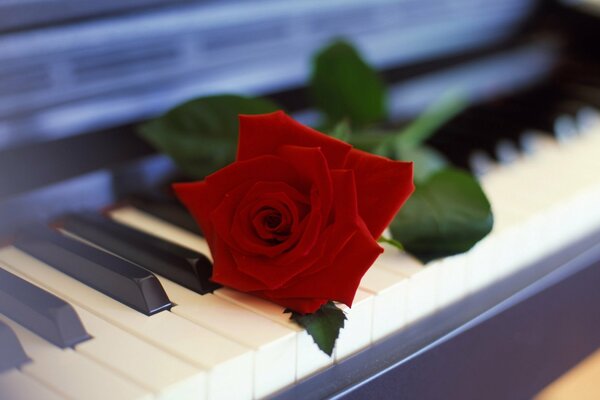 Bella rosa sui tasti del pianoforte