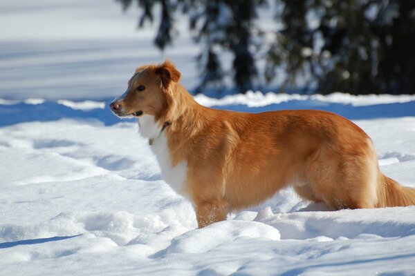 Der Hund geht an einem klaren Wintertag spazieren