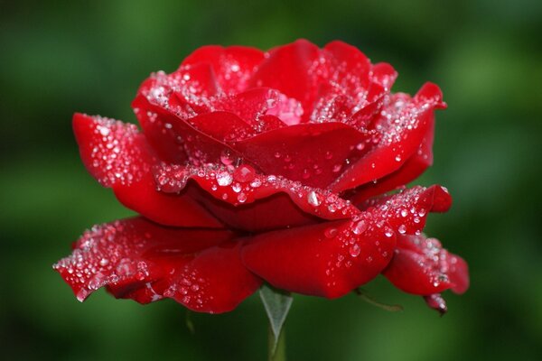 Rosa roja con gotas de rocío en pétalos