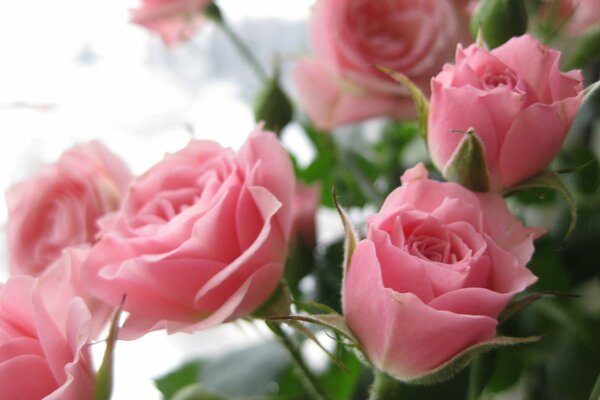 A beautiful bouquet of delicate pink roses