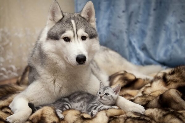 Ein Hund der Rasse Husky und ein kleines Kätzchen auf einem braunen Plaid