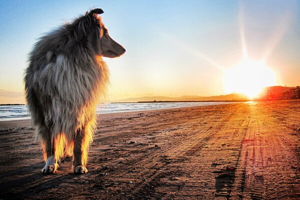 Collie auf dem Hintergrund des Sonnenuntergangs am Meer