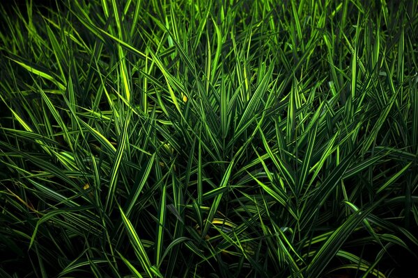 Herbe vert foncé juteuse prise de vue rapprochée