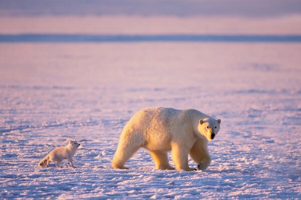 Oso polar y zorro Ártico en medio de la nieve