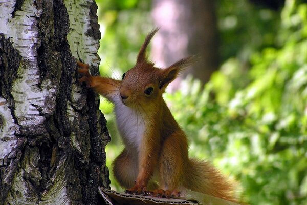 Neugieriges Eichhörnchen schaut hinter einer Birke her