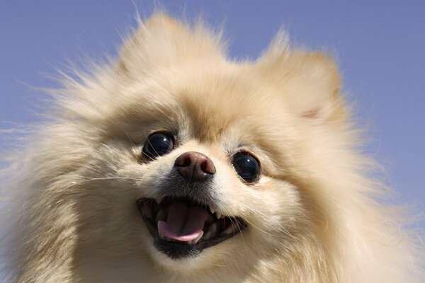 Macro muzzle of a cute dog