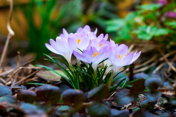 Spring macro flowers-primroses crocuses with leaves