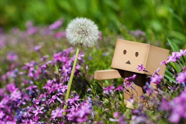 Hombre Caja y diente de León. Flores Rosadas