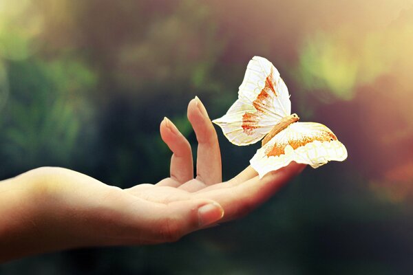 White butterfly on the girl s hand