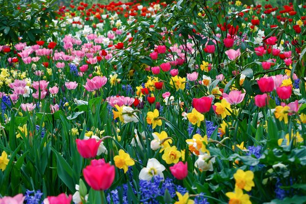 Sommer- und Frühlingsbett mit verschiedenen Farben