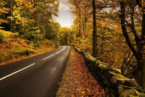 An asphalt road leads through the autumn forest