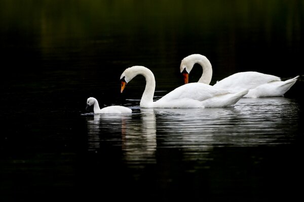 A family of white swans in the water on a black background