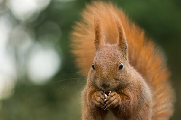 Squirrel nibbles nuts, she does everything in a hurry