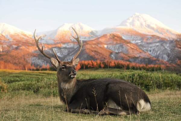 Red deer resting on the background of autumn mountains