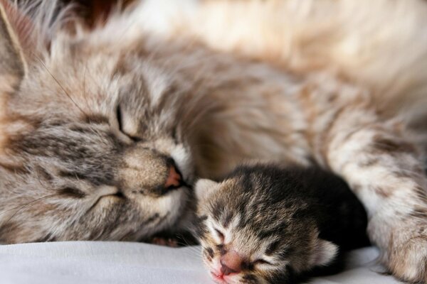 Maternal love of a cat for a kitten