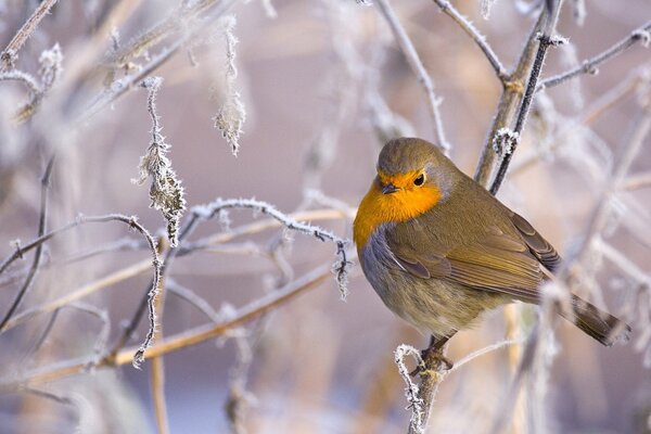 A beautiful bird on a snowy branch