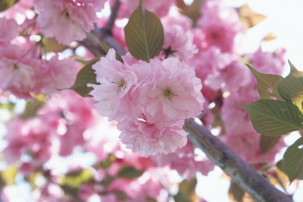 A sprig of cherry blossoms. Macro shooting