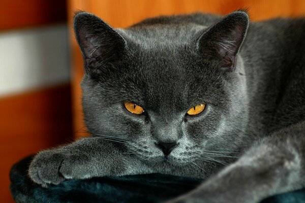 British cat with a stern look