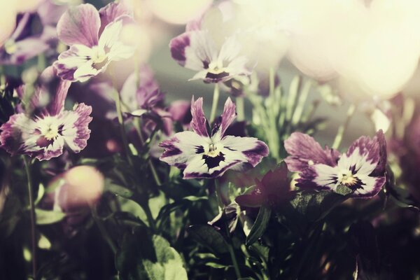 Flowers pansies purple