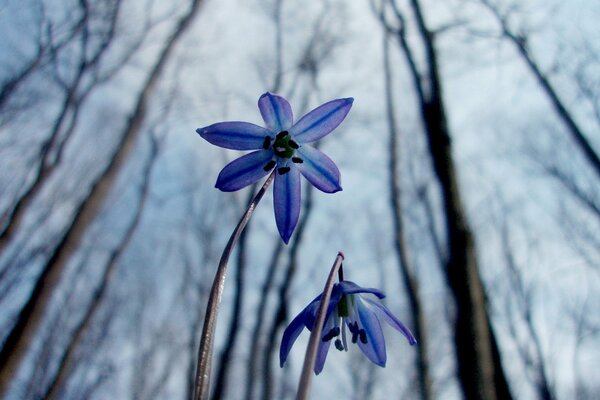 Frühling, kalter Hintergrund, zarte Primel, Spalt