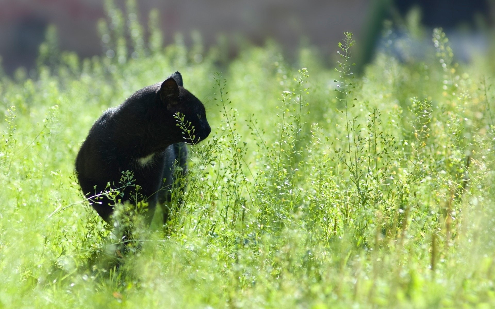 noir puma chats couleur champ herbe mise au point chasse animaux verdure félin