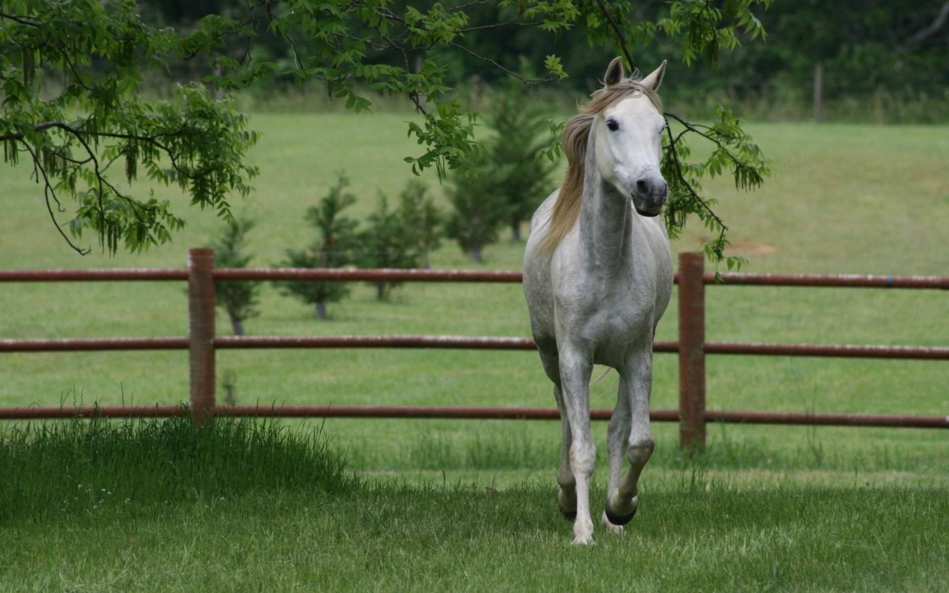 cavallo recinzione erba ungulati corsa alberi terra grigio chiaro