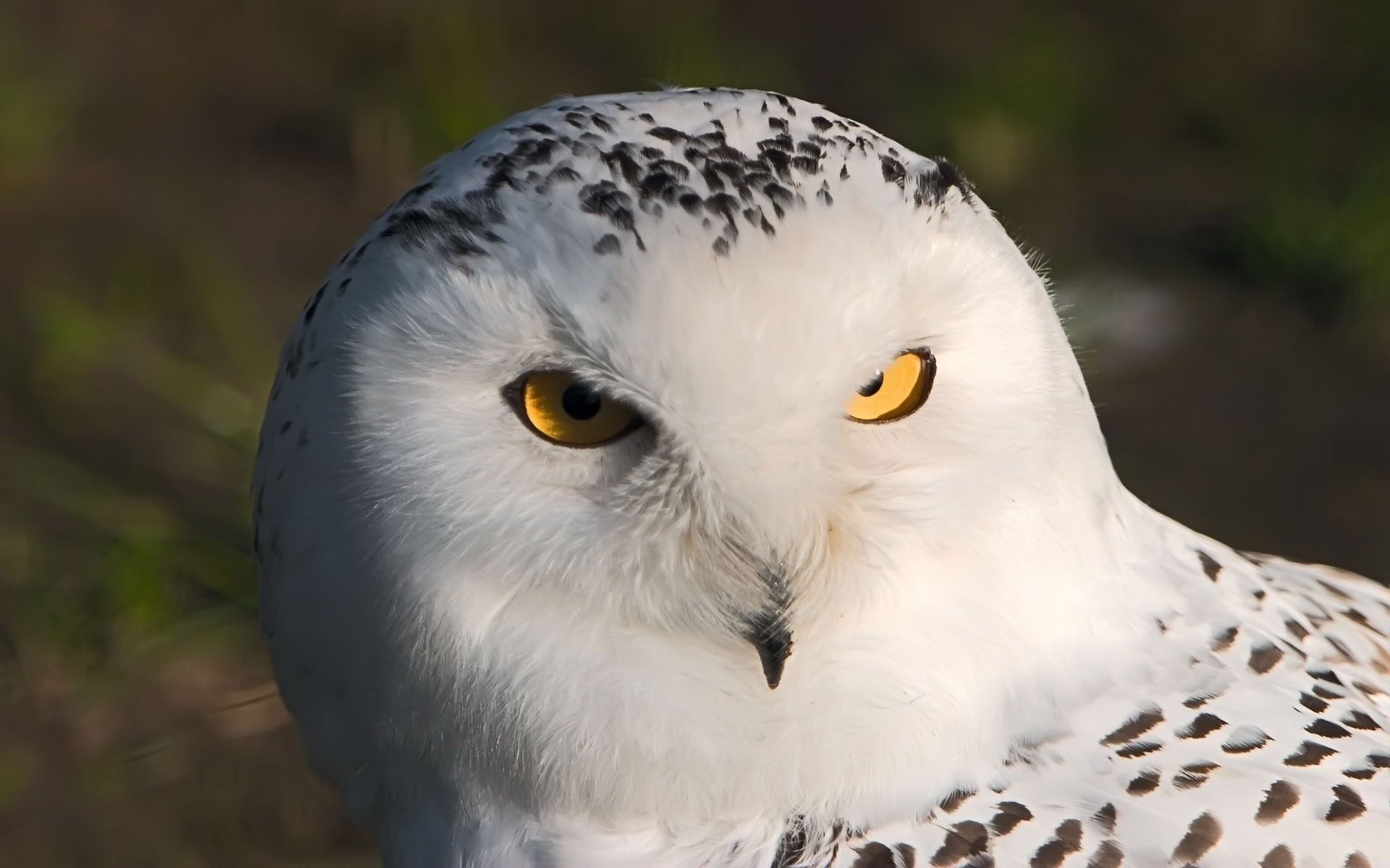 eule eule weiß makro augen vogel blick gefiedert