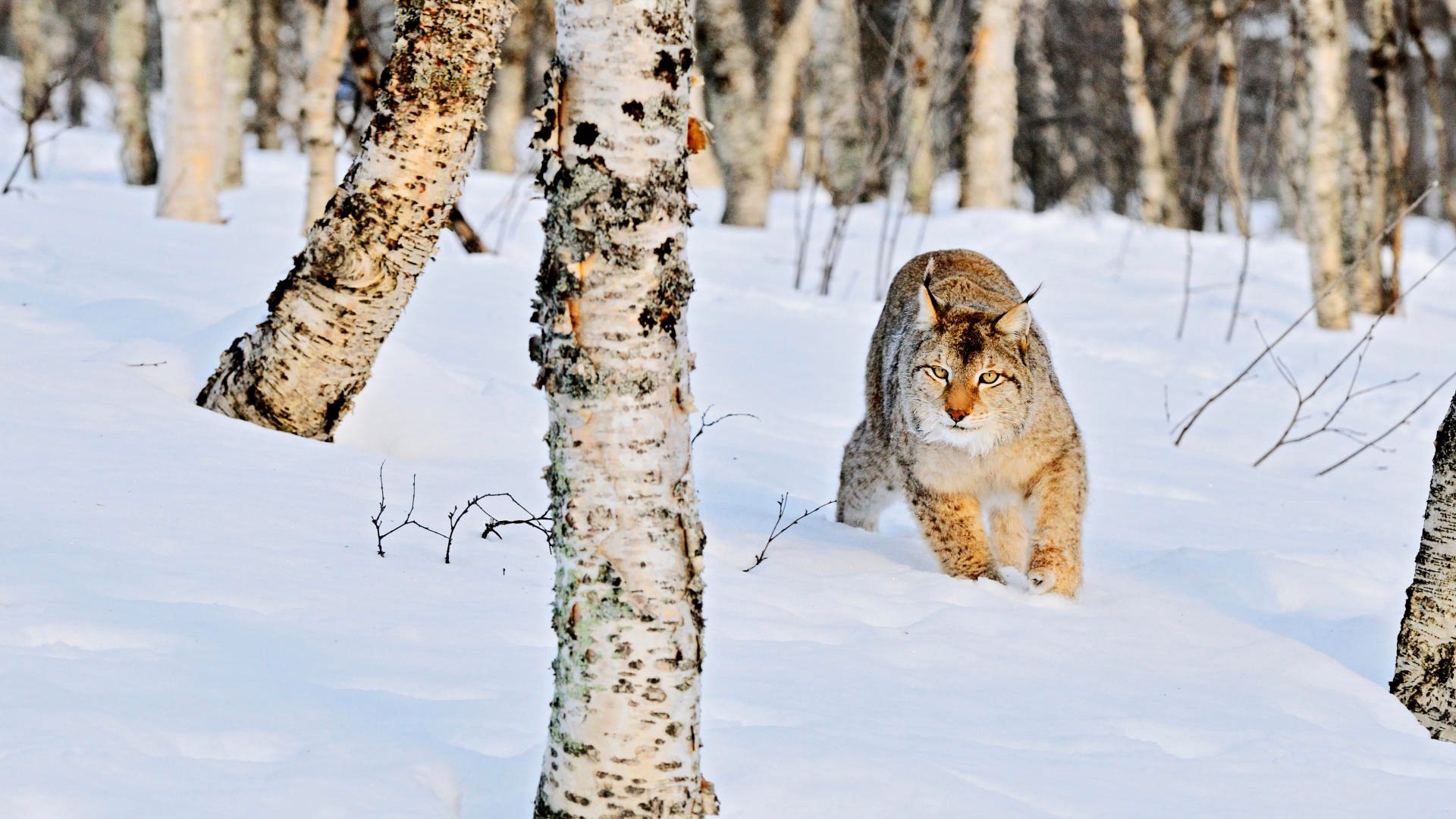 nature hiver forêt bosquet bouleaux troncs neige congères sauvage chat lynx animaux prédateurs vue félin