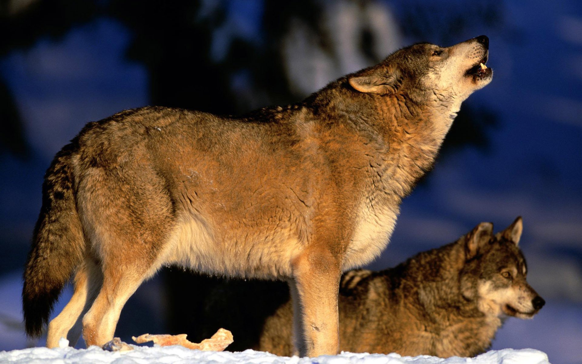 wolves pack howl predators snow winter