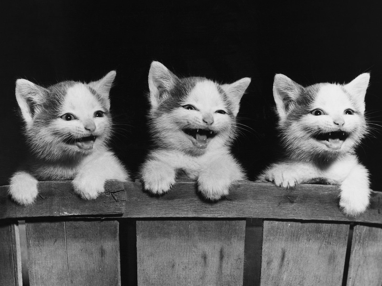 chatons chats planche animaux félin vue yeux gris noir et blanc sourire dents fond noir fond sombre