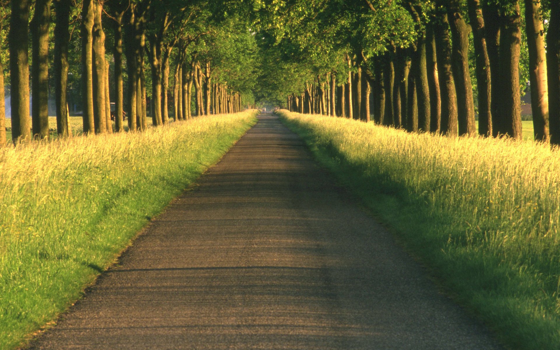 road landscapes alley path roads alleys paths nature tree trees beautiful desktop wallpapers distance forest grass roadside