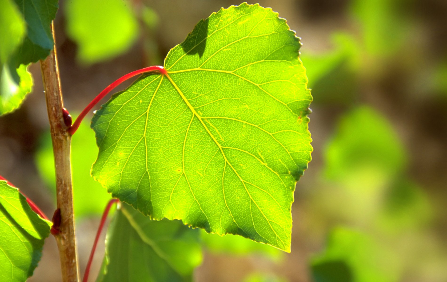 linde blatt frühling grün sonne licht blendung wald