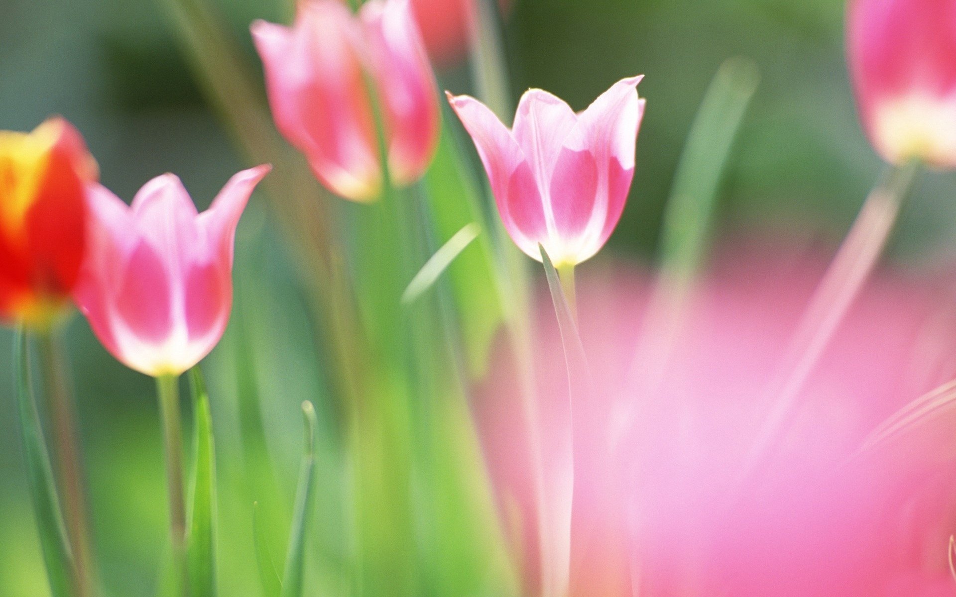 nature fleurs printemps tulipes luminosité peinture couleurs flou feuilles verdure champ