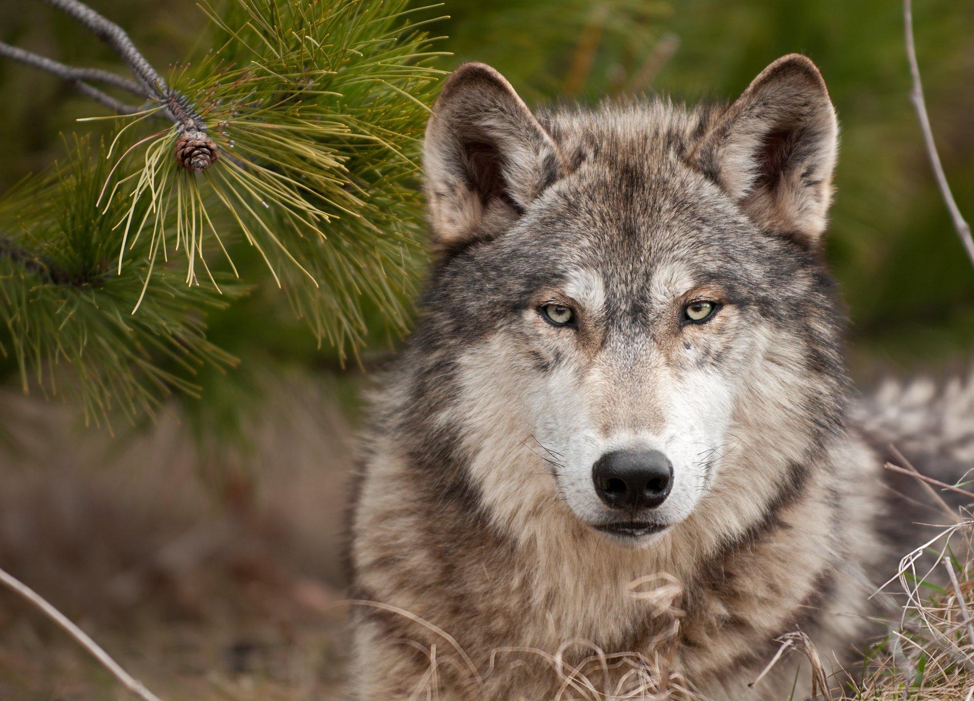 regard dur loup loup prédateur forêt herbe arbre de noël bête regard