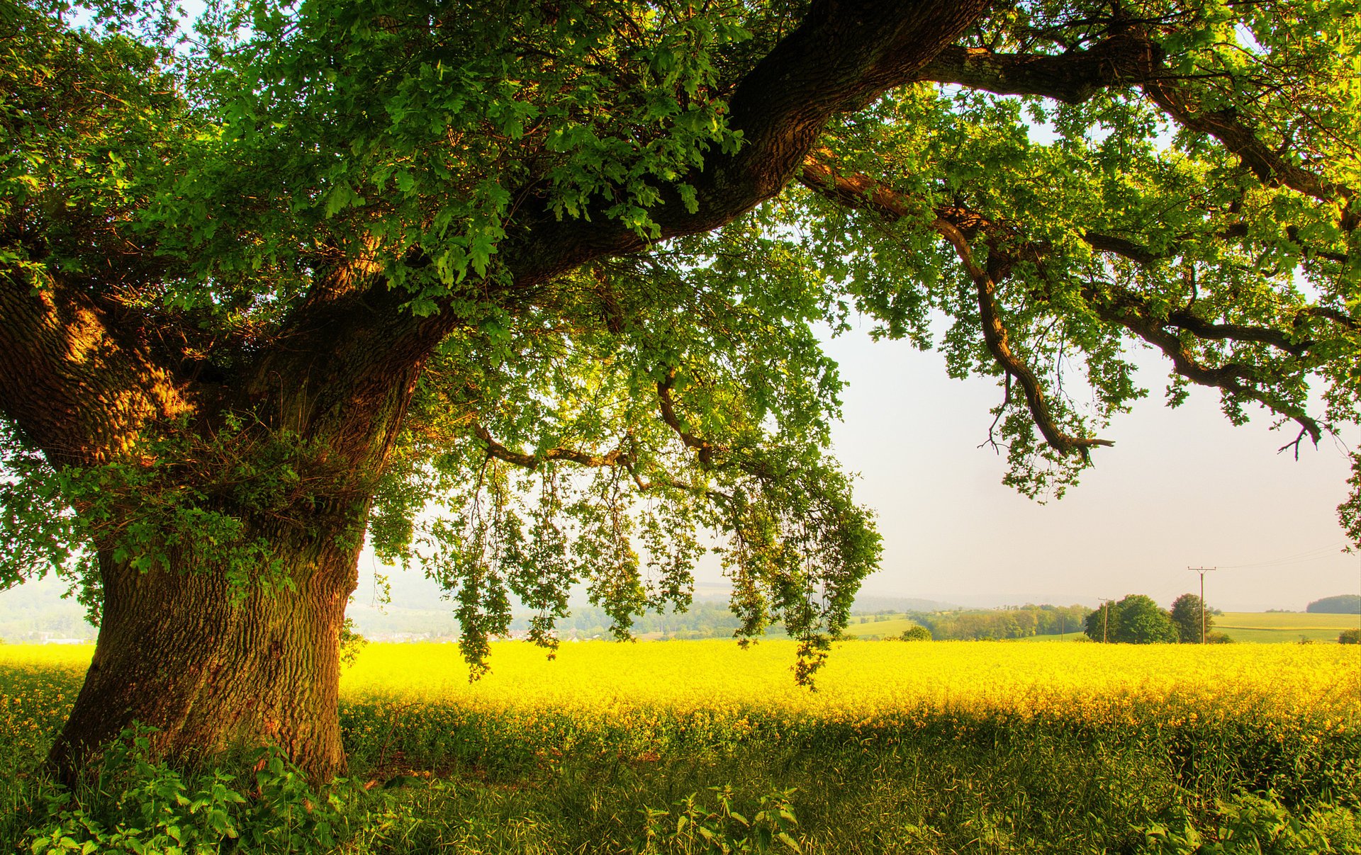 natura kwiaty drzewo dąb pole lato las zieleń trawa niebo słupy