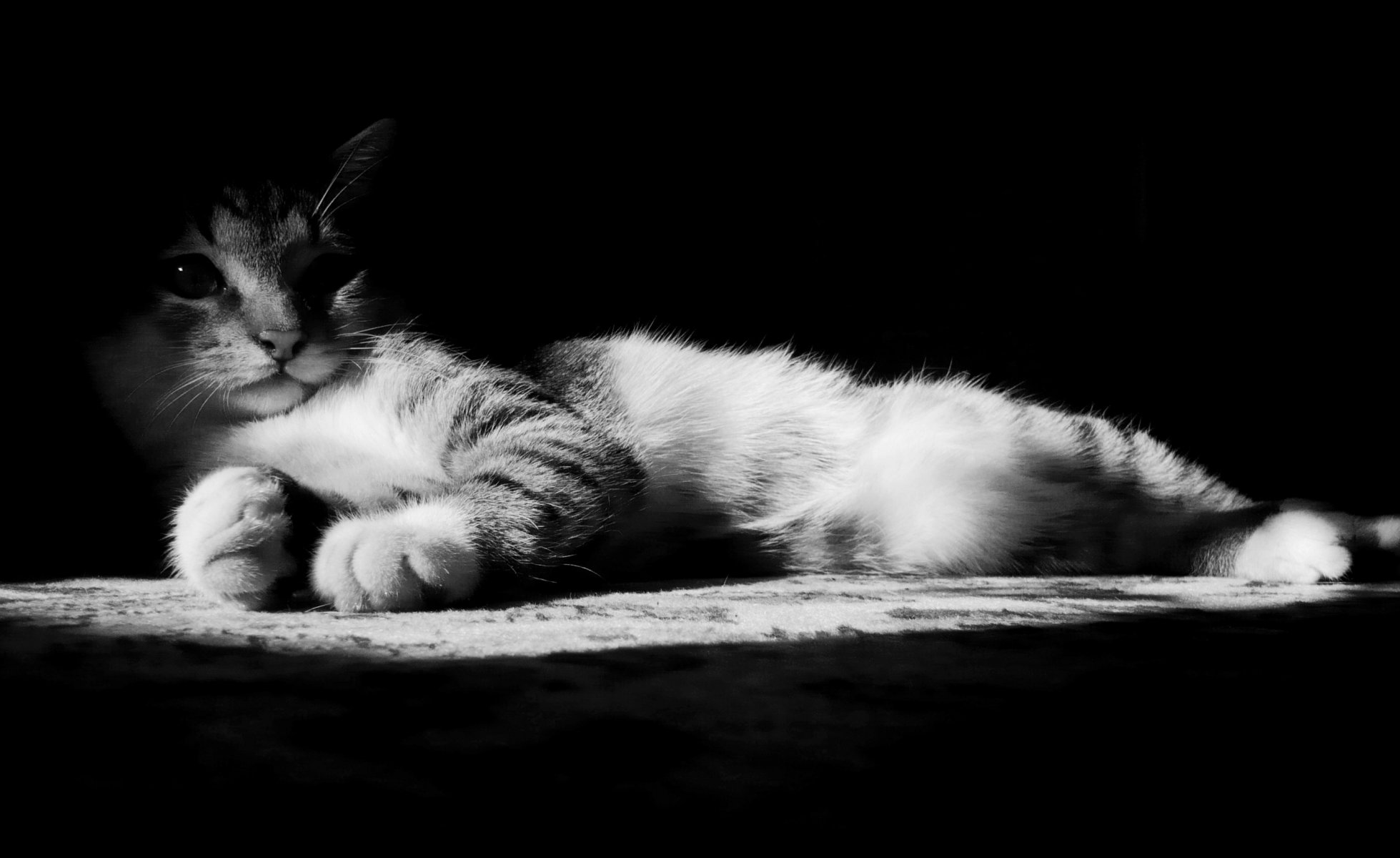 kätzchen dunkelheit schatten halbdunkel licht schwarz und weiß tiere blick katze augen