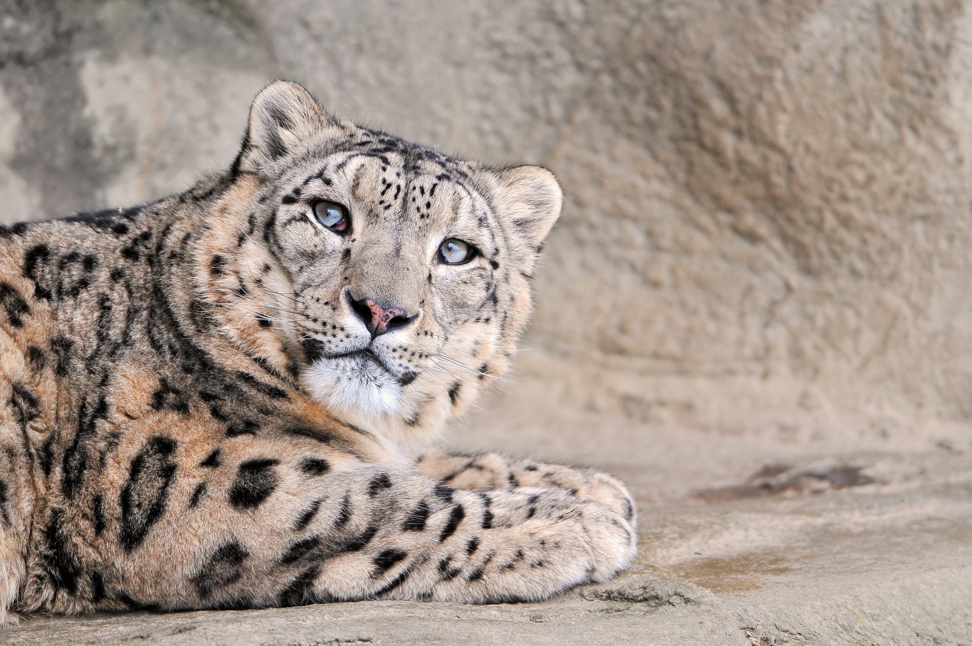 lampart snow leopard duży kot snow leopard zwierzęta drapieżniki spojrzenie kocie oczy irbis