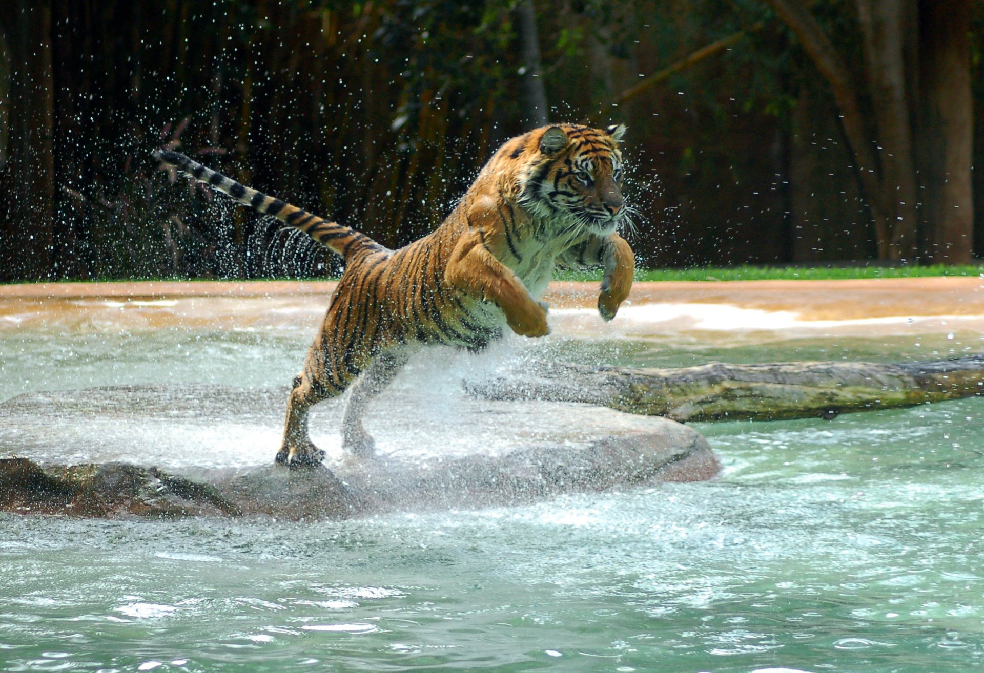 тигр powerful animal tiger water jump прыжок вода лапа животные хищники кошачьи