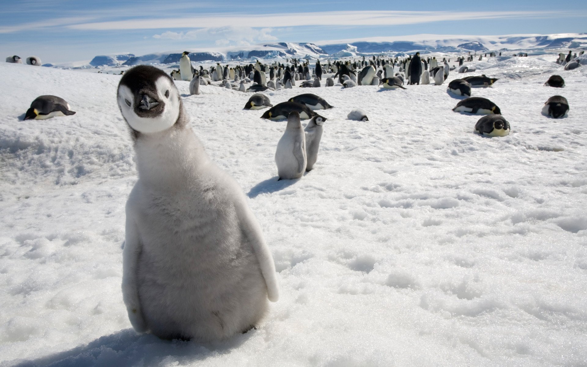 pingouin neige vue curiosité amphibiens poussin oiseaux