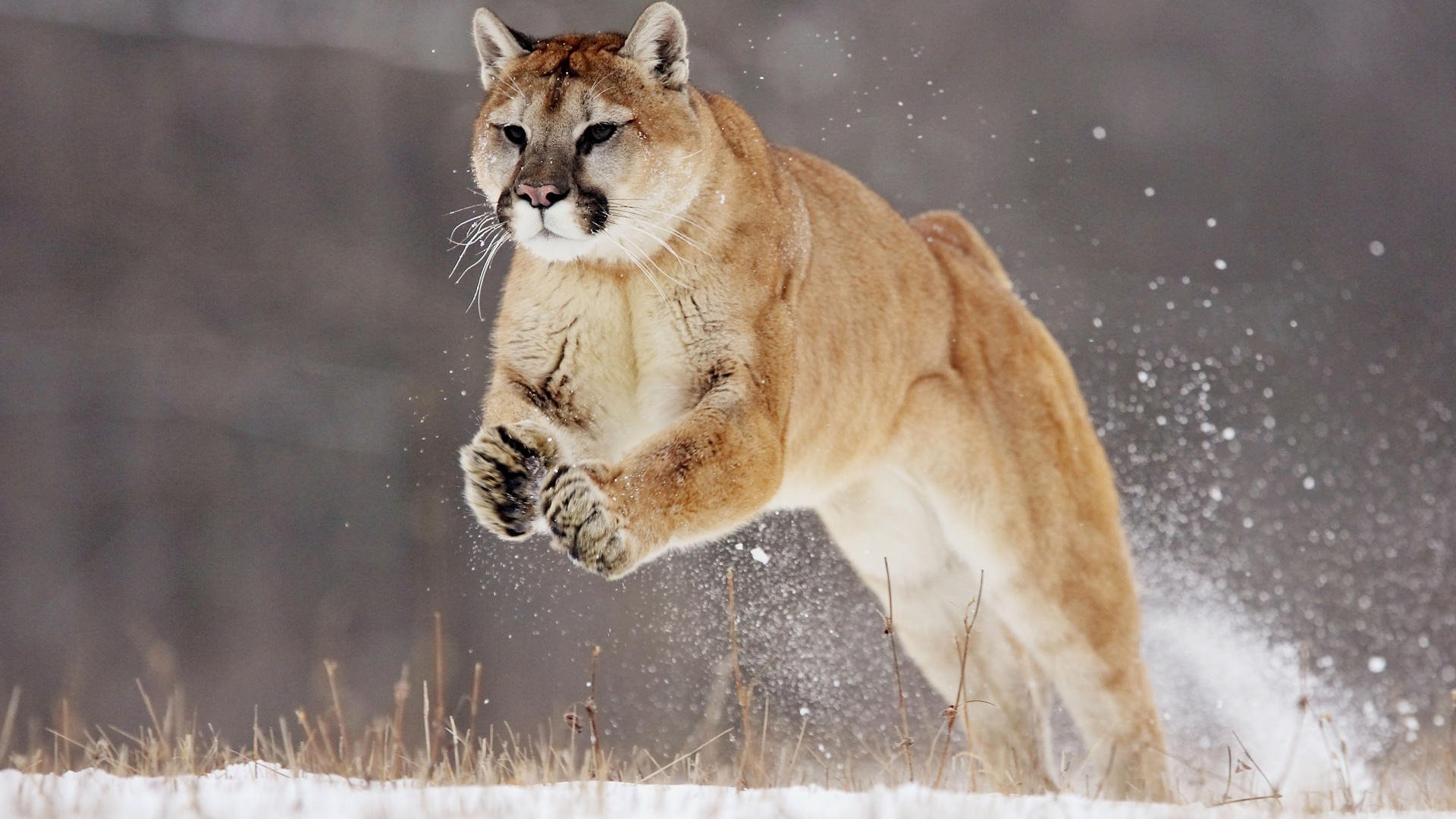 puma crazy cat gray background cougar snow jump animals predators speed feline grayness grass winter flight wool gray background