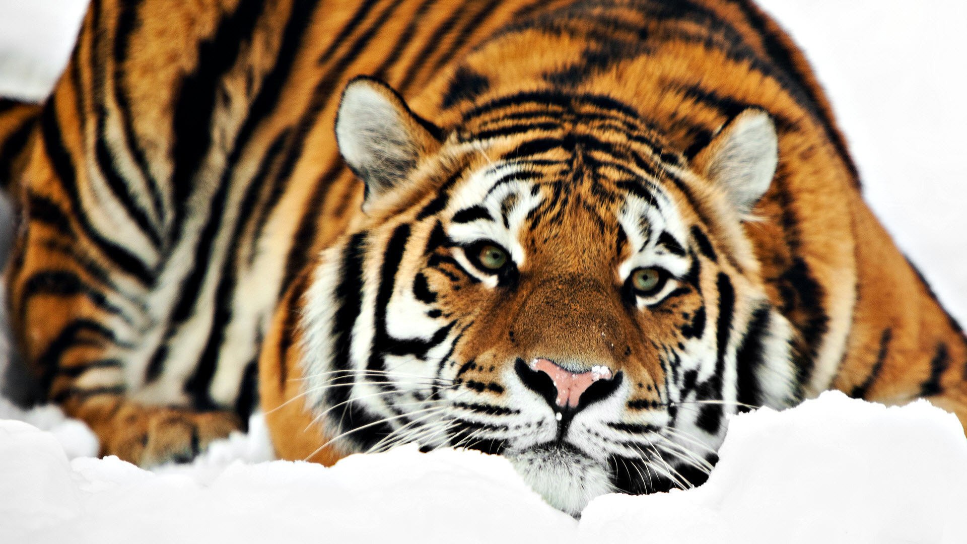 tigre mentira invierno nieve animales depredadores vista gato ojos