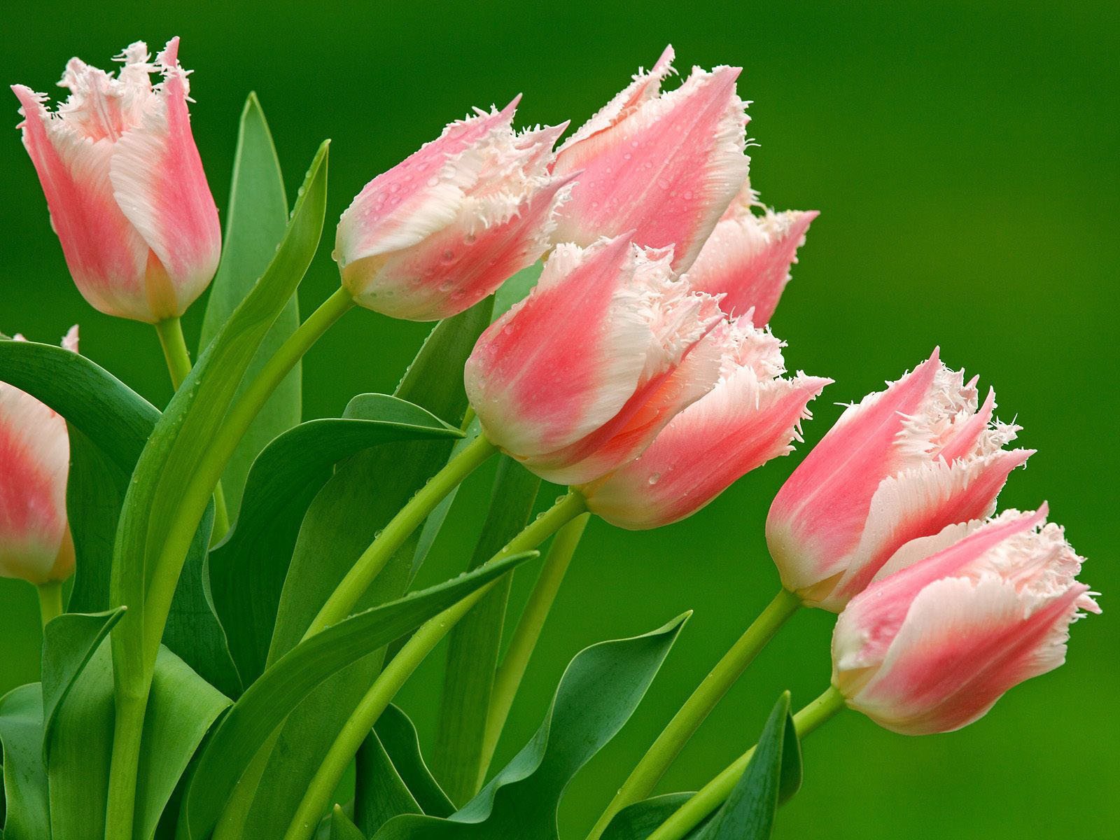 pink motley tulips bouquet green