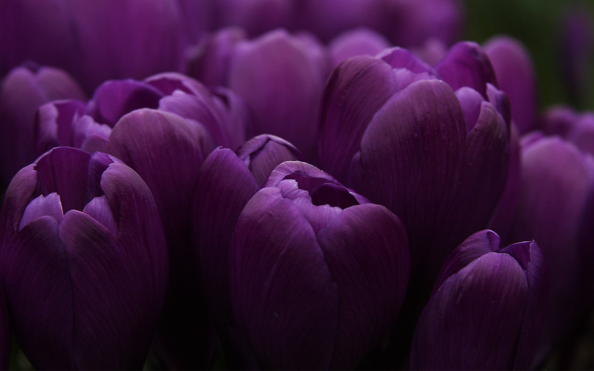 tulipanes flores brote mucho lila naturaleza ramo