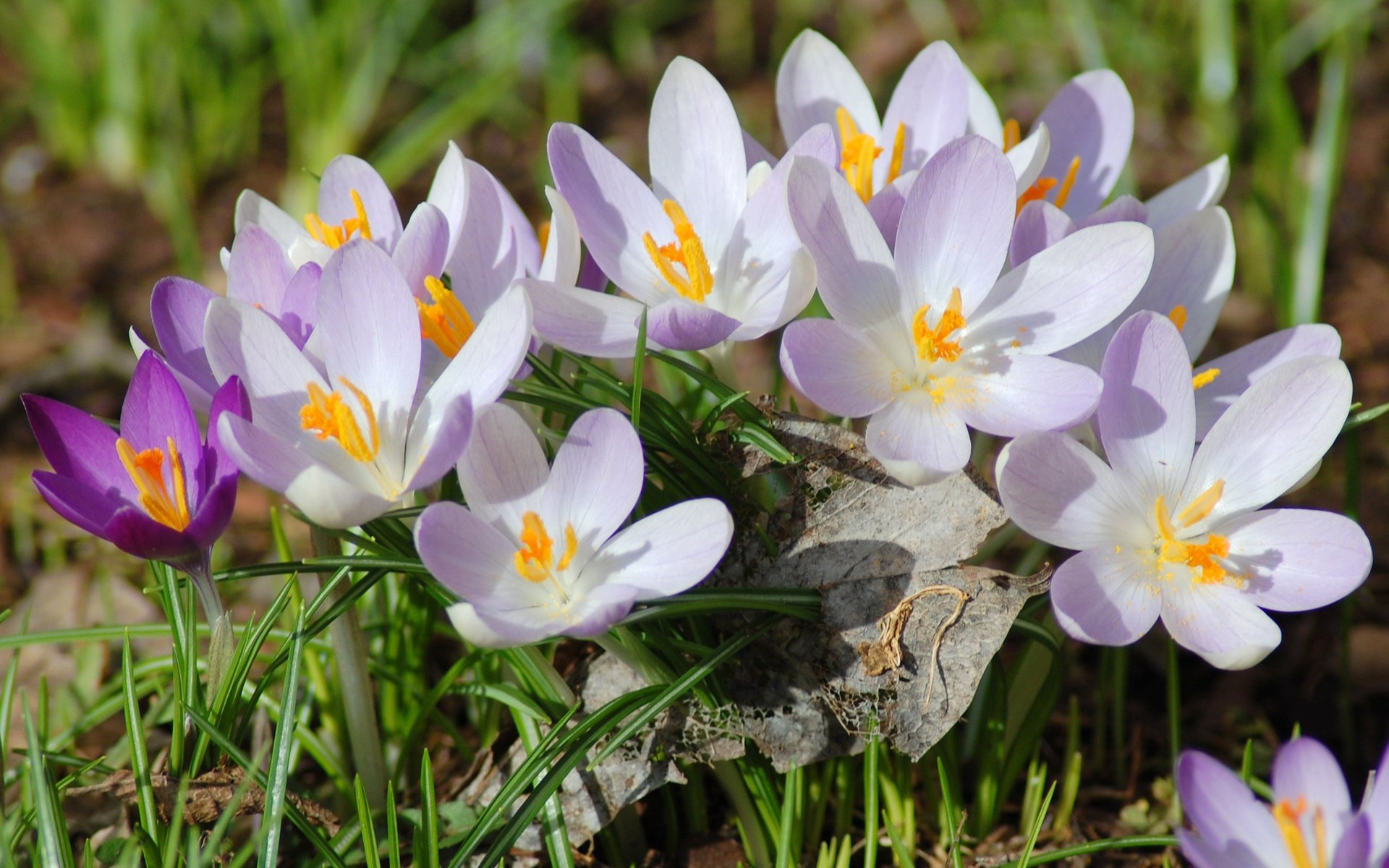 frühling krokusse primel blatt trocken makro