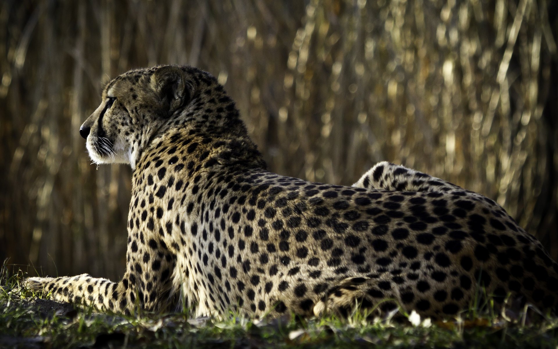 cheetah back looks animals predators look cat big cat predator