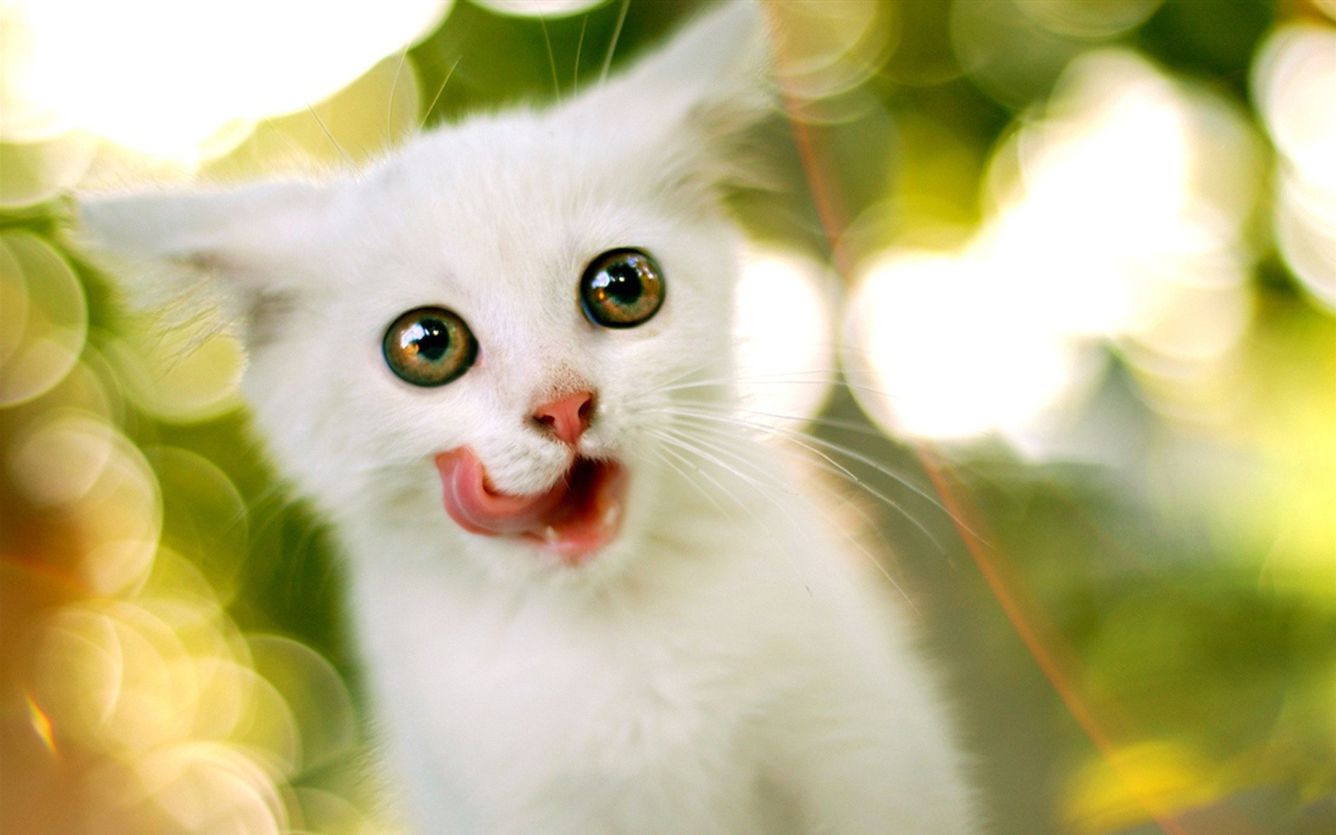 chaton langue blanc lécher animaux vue chatons félin yeux