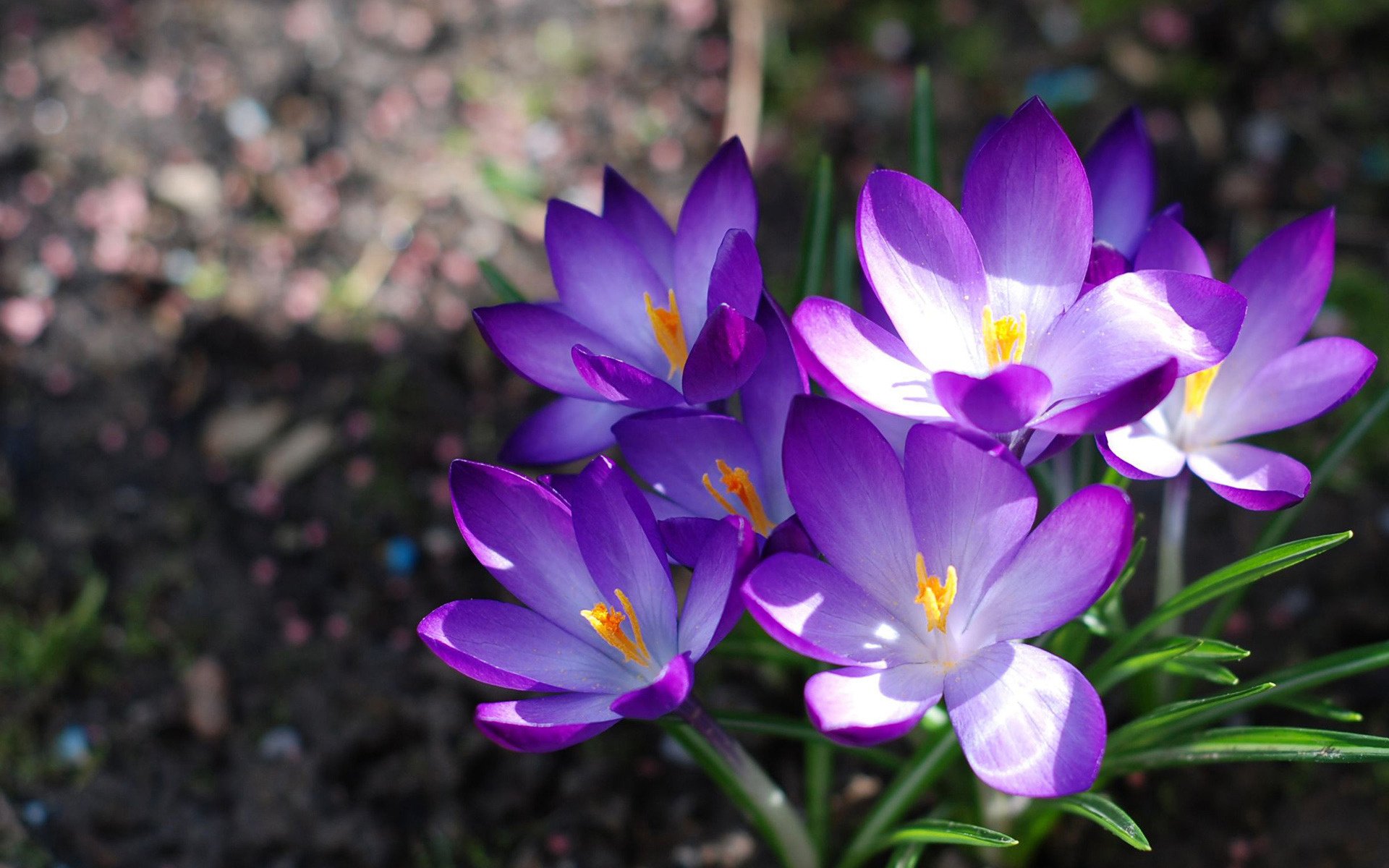 flowers crocuses primrose bouquet nature spring macro